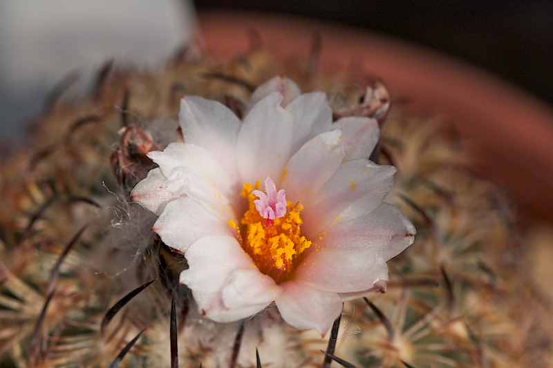 Turbinicarpus ysabelae 