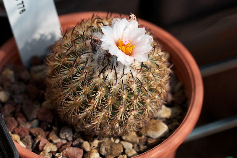 Turbinicarpus ysabelae 