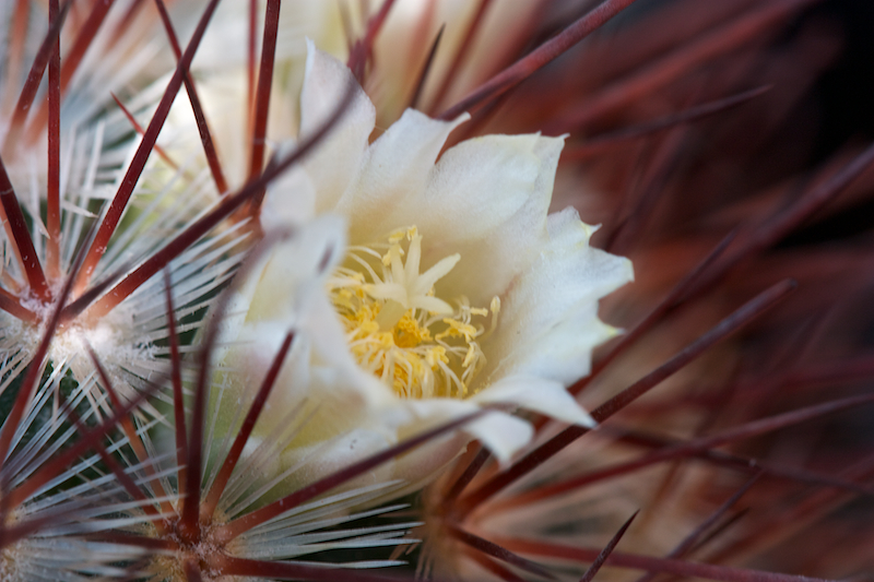 Mammillaria cowperae 