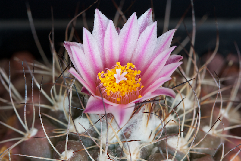 Turbinicarpus laui 