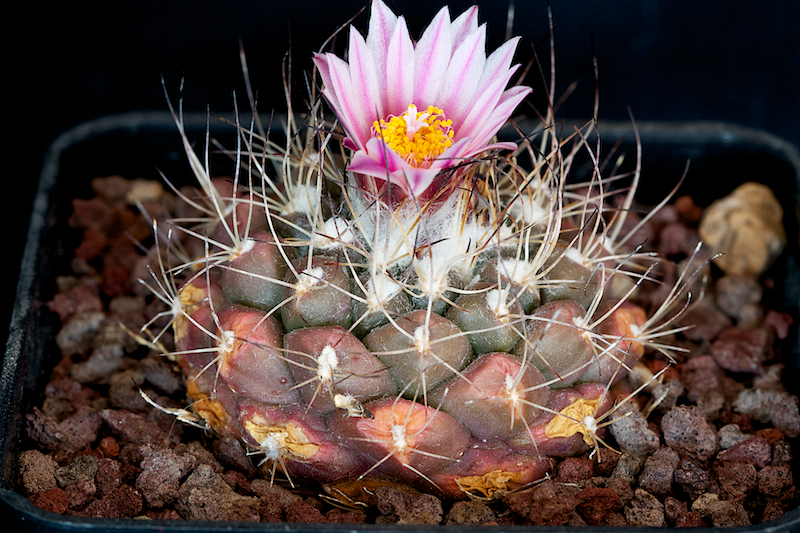 Turbinicarpus laui 