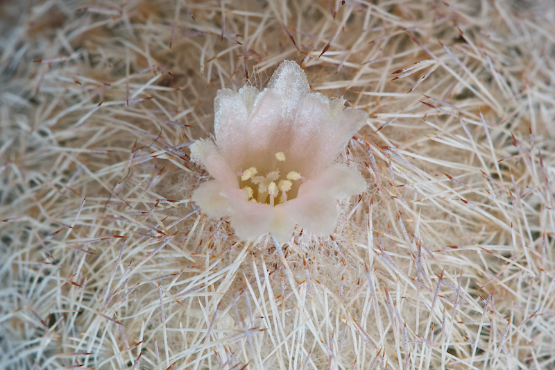 Epithelantha neomexicana 