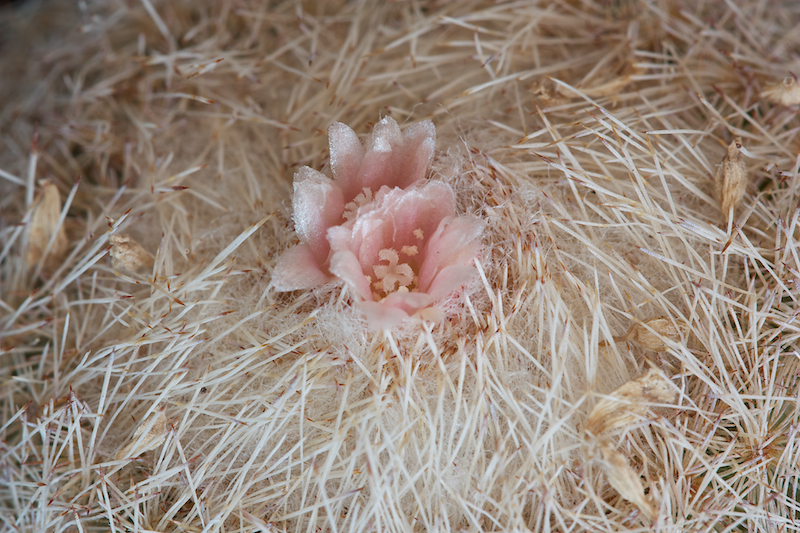 Epithelantha micromeris cv. chihuahuensis 