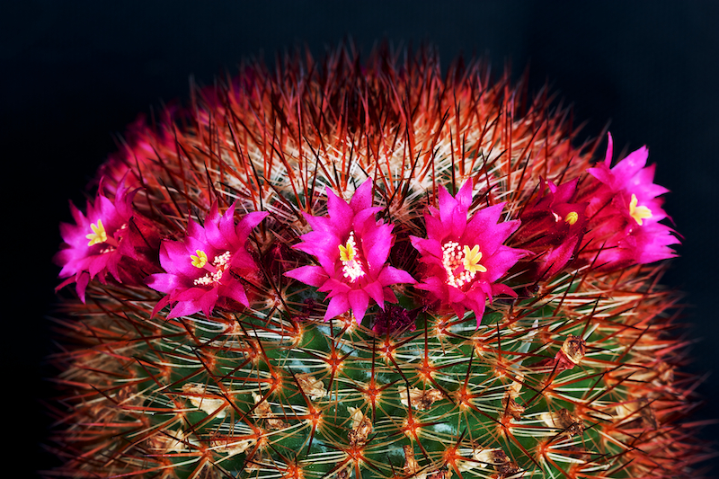 Mammillaria meyranii 