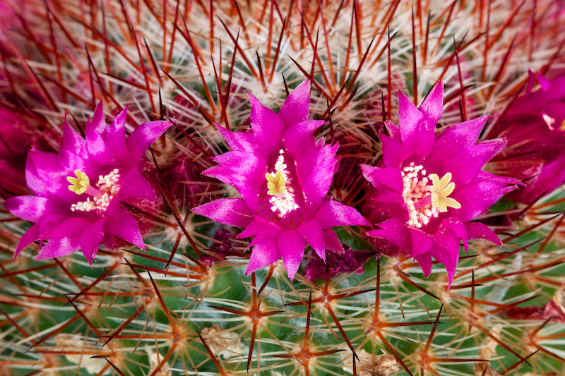 Mammillaria meyranii 