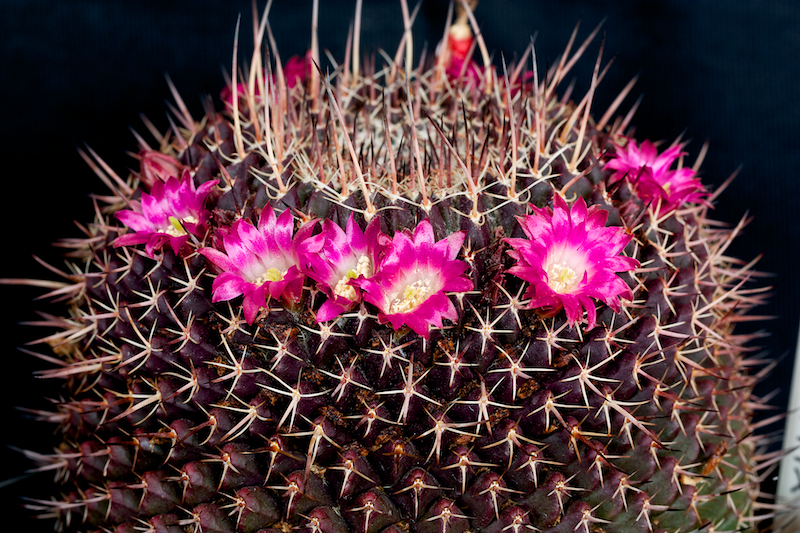 Mammillaria mystax 