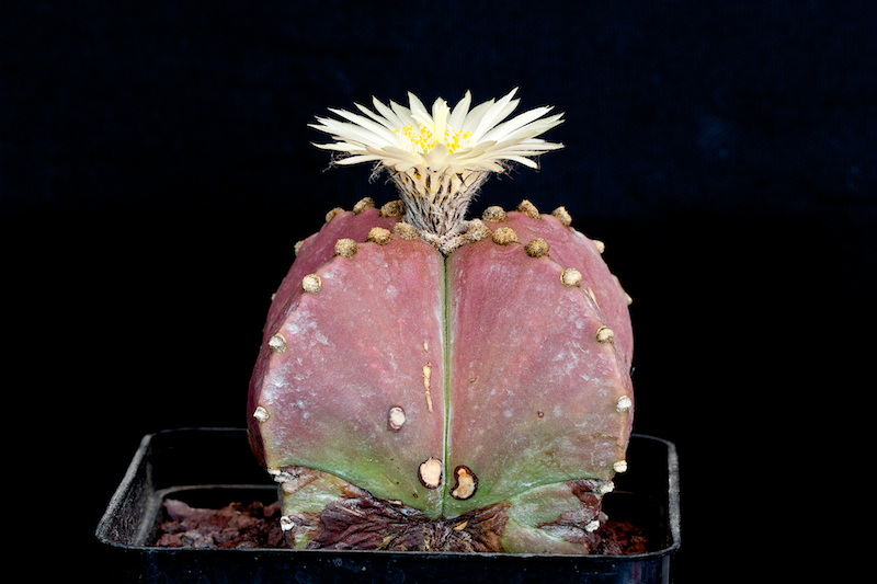 Astrophytum myriostigma v. nudum 