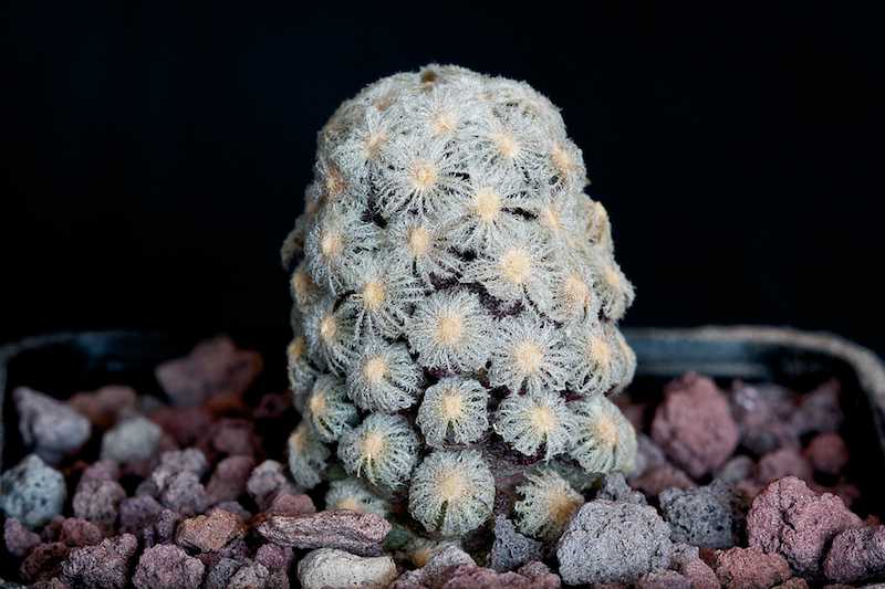 Mammillaria theresae 