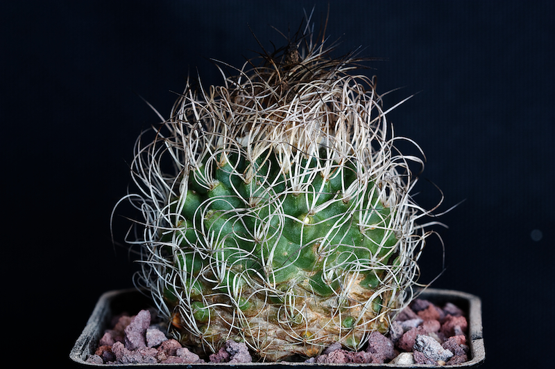 Turbinicarpus krainzianus 