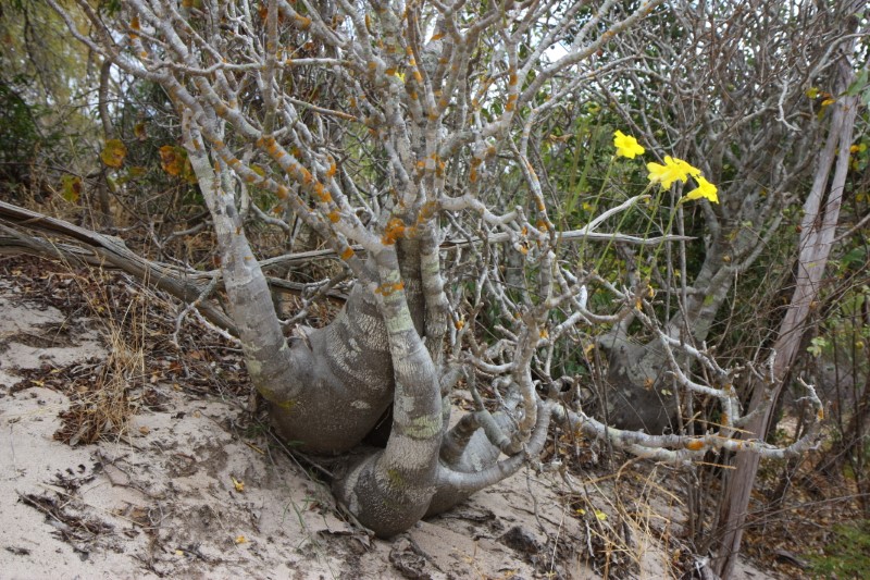 pachypodium rosulatum v. drakey