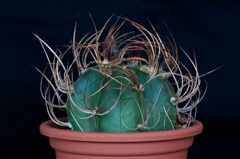 Astrophytum capricorne v. senile 