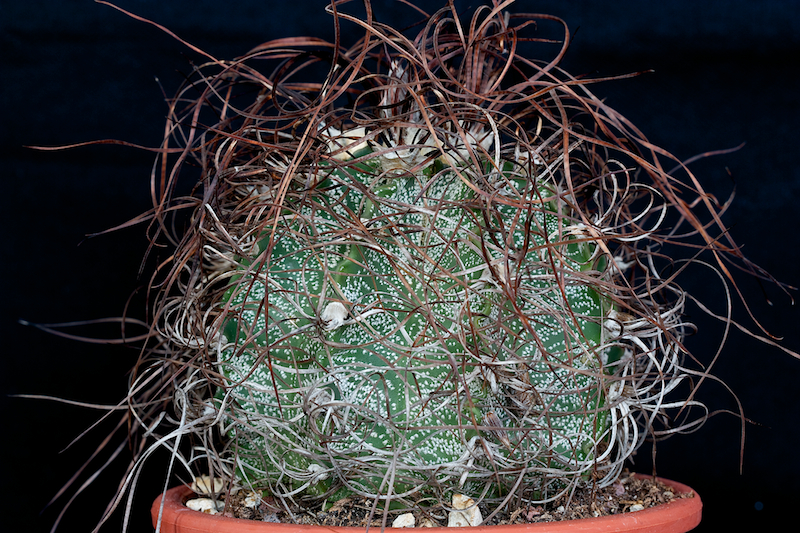 Astrophytum capricorne v. minor 