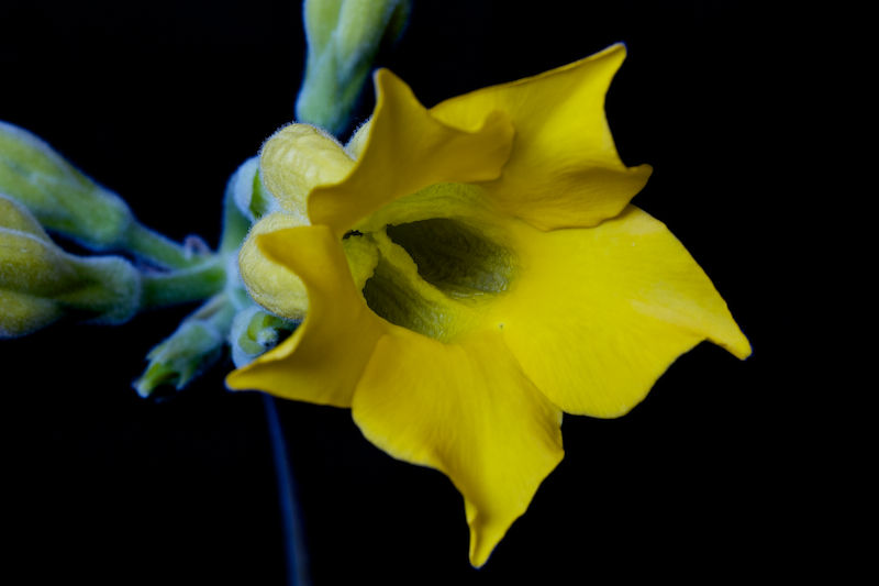 Pachypodium horombense 