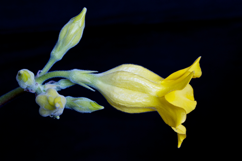 Pachypodium horombense 