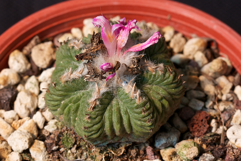 Aztekium ritteri 