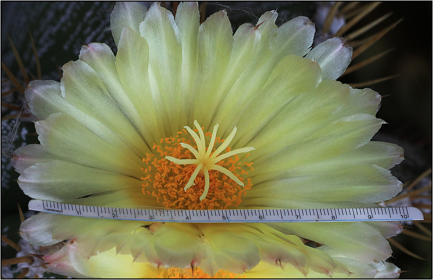 Astrophytum ornatum 