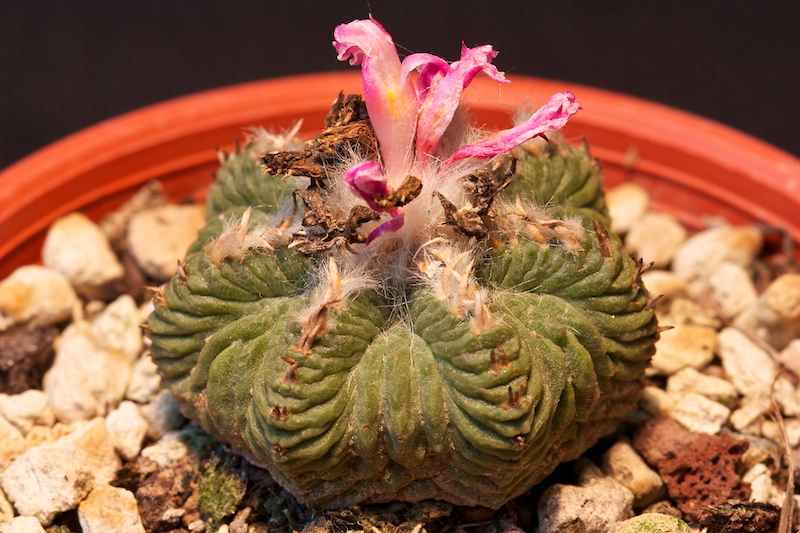 Aztekium ritteri 