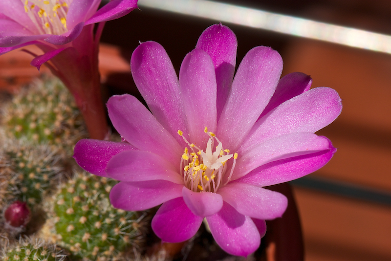 Rebutia perplexa 