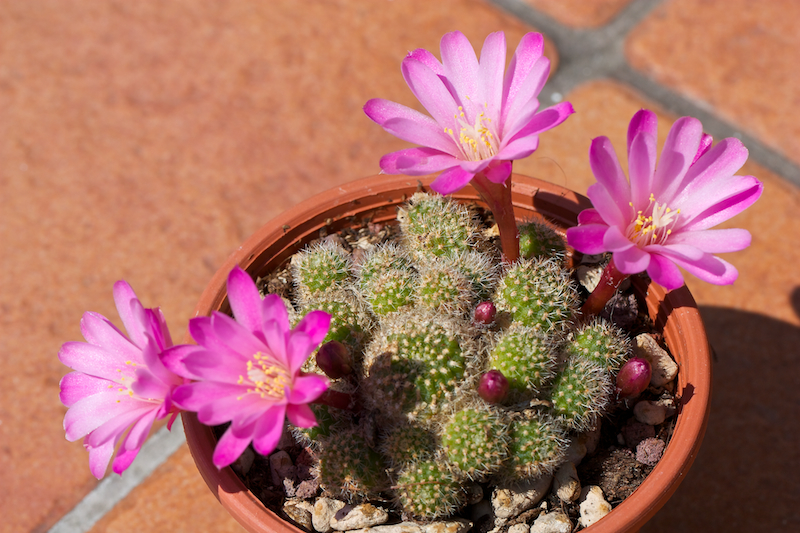 Rebutia perplexa 