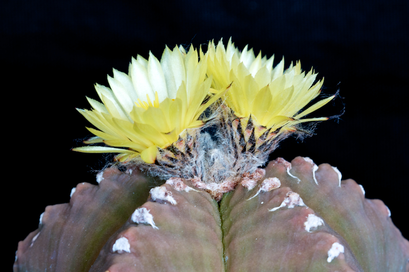 Astrophytum myriostigma cv. costa 