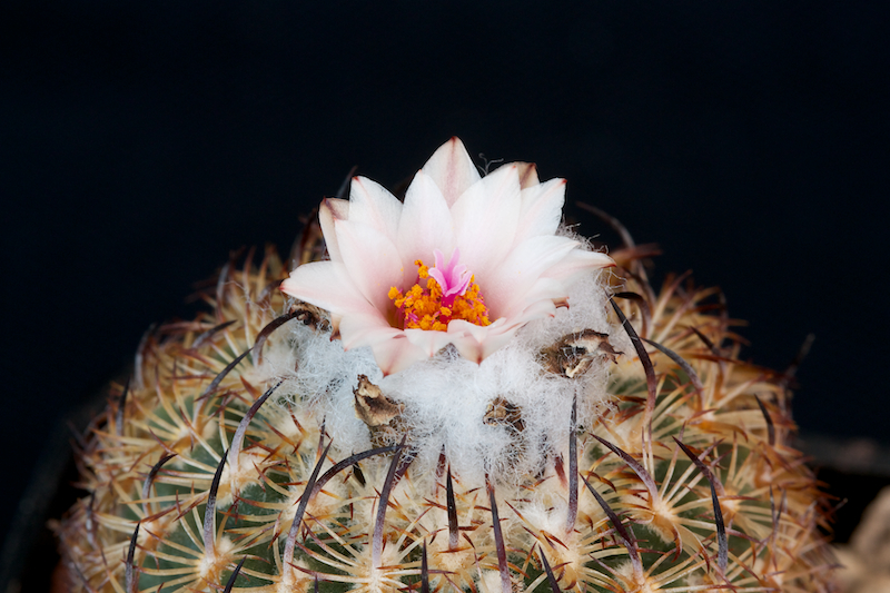 Turbinicarpus ysabelae 