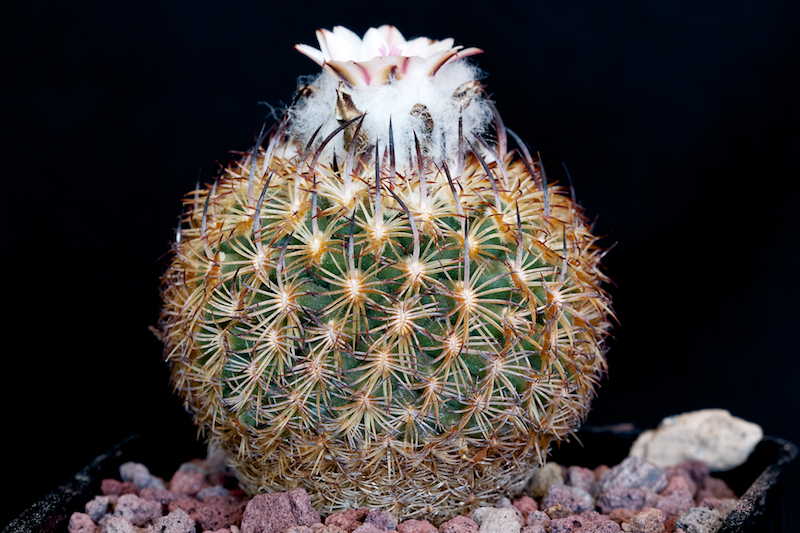 Turbinicarpus ysabelae 