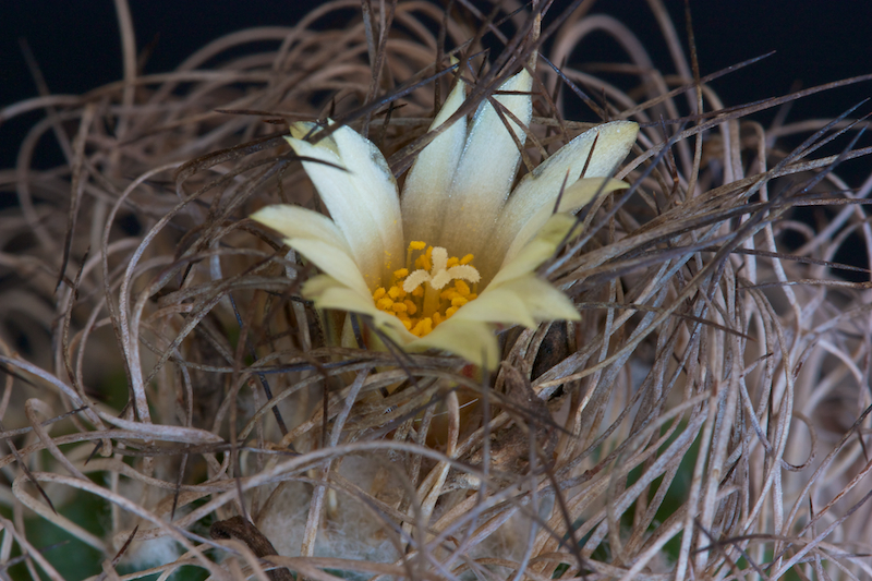 Turbinicarpus krainzianus 