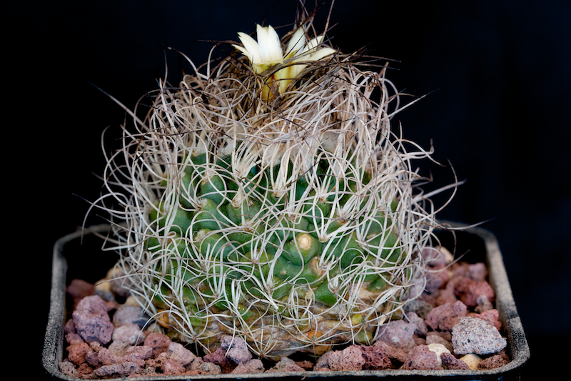 Turbinicarpus krainzianus 