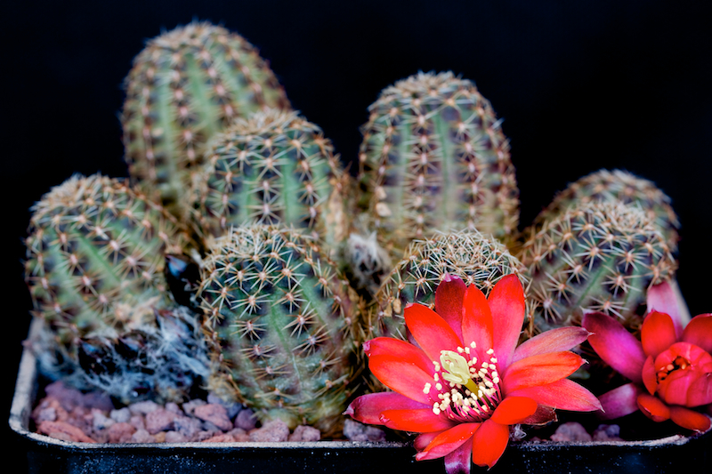 Rebutia pygmaea 