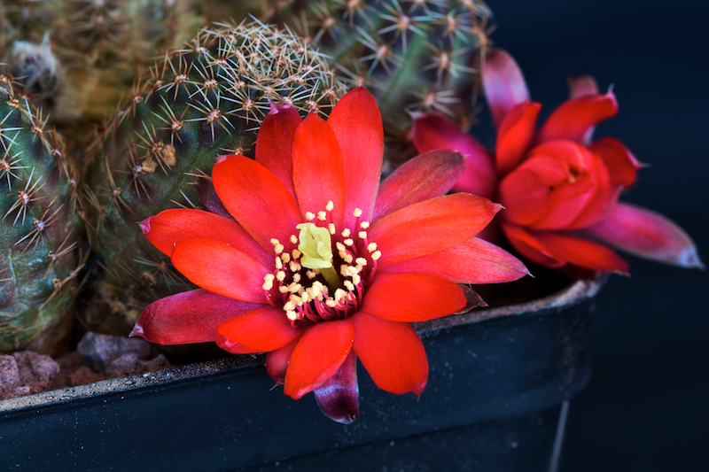 Rebutia pygmaea 