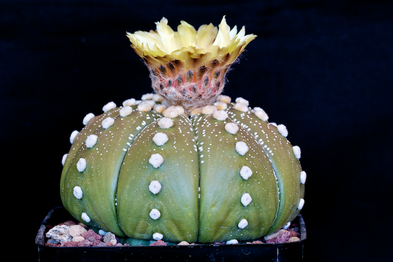 Astrophytum asterias 