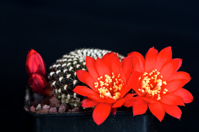 Rebutia krainziana 