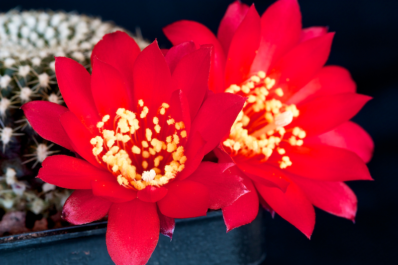 Rebutia krainziana 