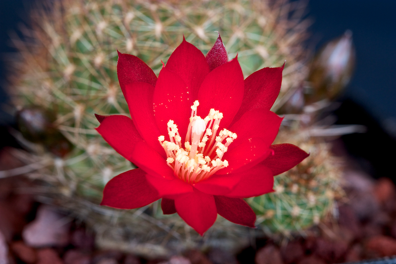 Rebutia padcayensis R 322