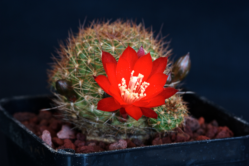 Rebutia padcayensis R 322