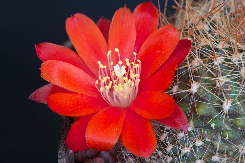 Rebutia albiareolata FR 761