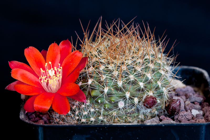 Rebutia albiareolata FR 761