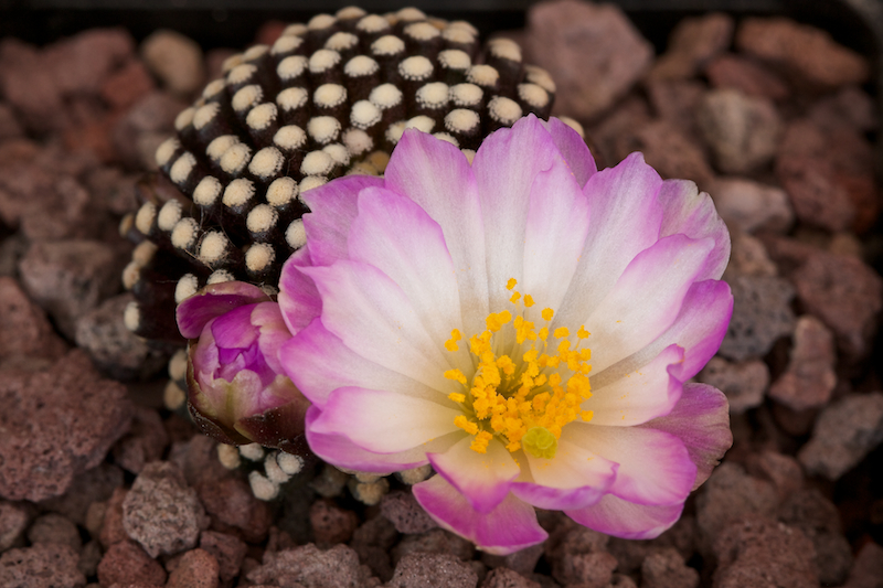 Mammillaria luethyi 