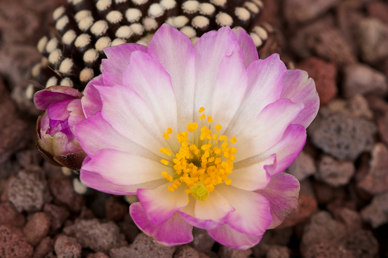 Mammillaria luethyi 