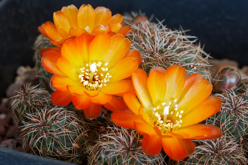 Sulcorebutia tarabucoensis v. aureiflora EK 7080