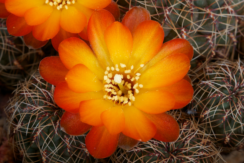 Sulcorebutia tarabucoensis v. aureiflora EK 7080