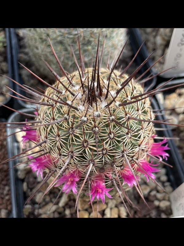 Mammillaria huitzilopochtli v. imperialis TL 185