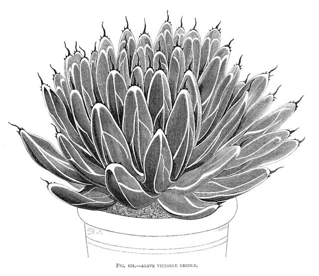 Agave victoriae-reginae 