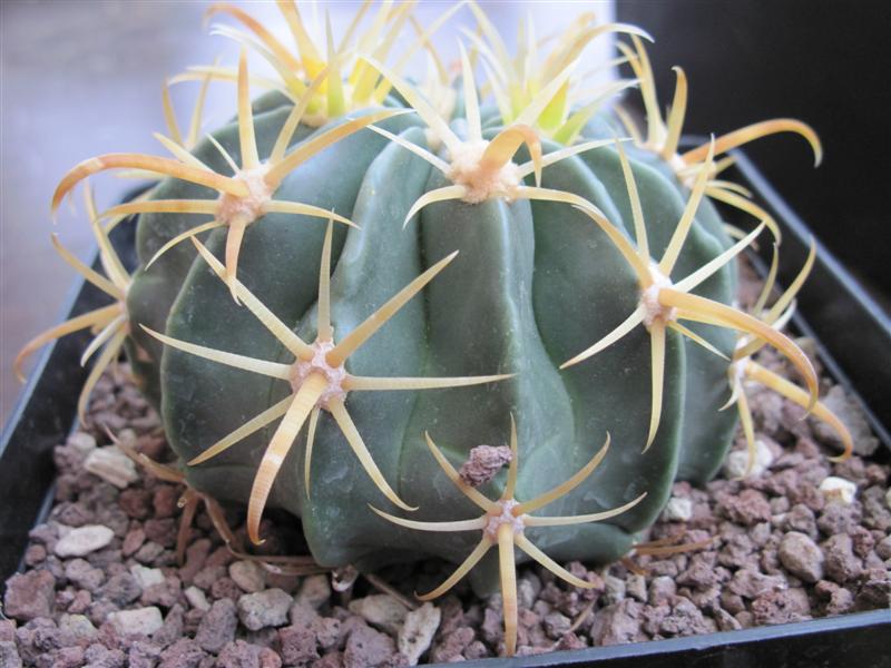 Ferocactus latispinus v. flavispinus 