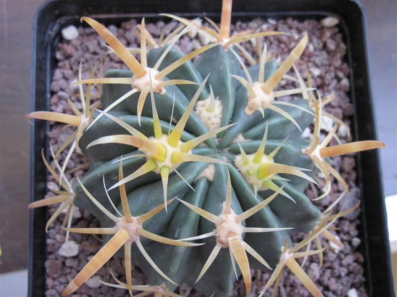 Ferocactus latispinus v. flavispinus 