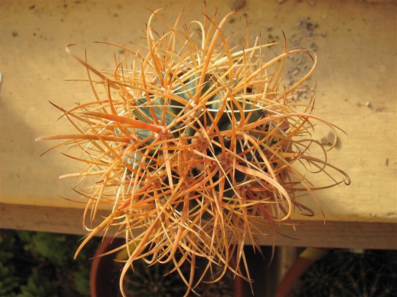 Ferocactus chrysacanthus 