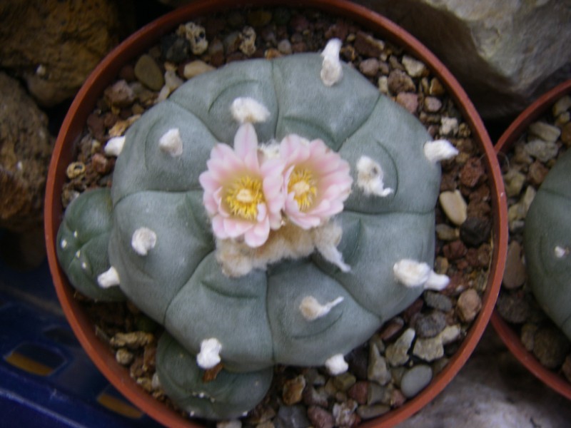 Lophophora williamsii 