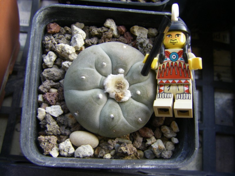 Lophophora williamsii 