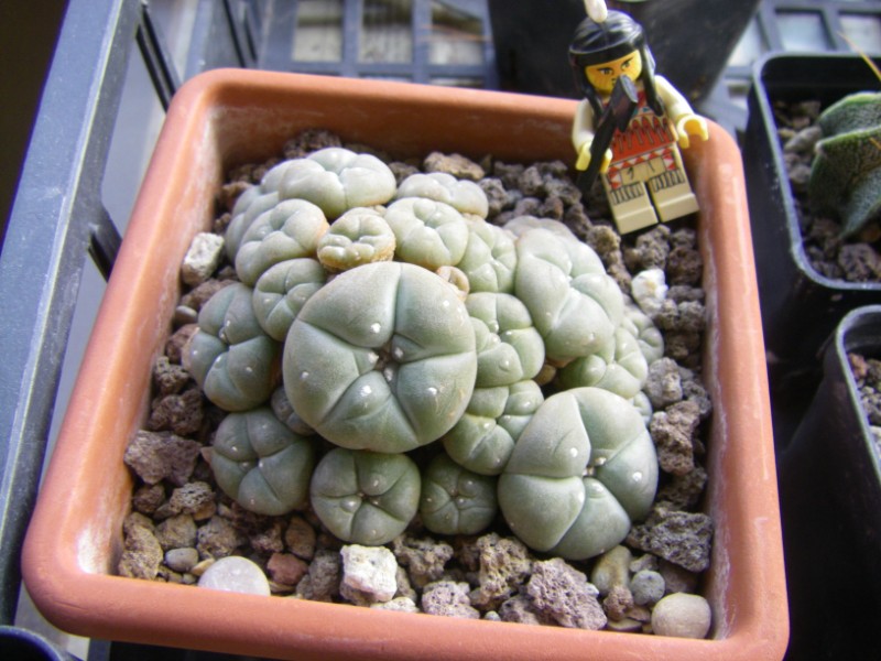 Lophophora williamsii v. caespitosa 