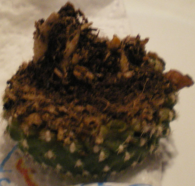 Rebutia Krainziana 
